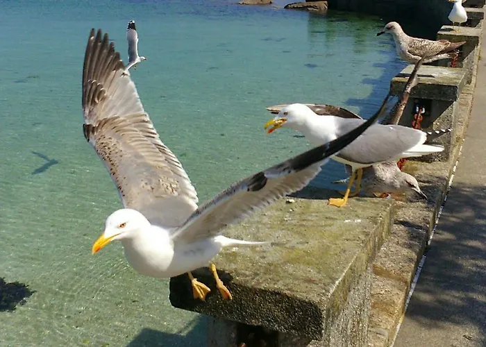 Maritimo Suites-solo Adultos